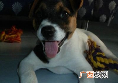 狗狗吐黄色的粘稠液体,狗狗吐食物残渣，怎么办？急急急？
