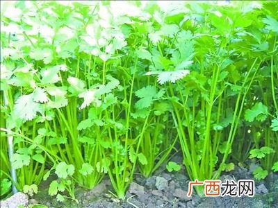 香菜怎样种植,十香菜的种植方法是什么？