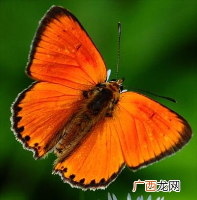 蝴蝶的种类名称,蝴蝶一共有几种？