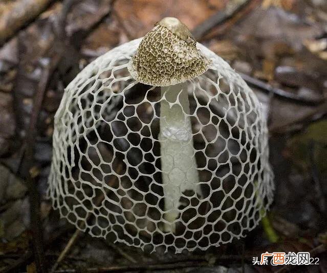 竹荪是什么东西,竹荪是素菜还是荤菜？