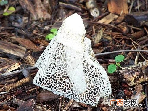 竹荪是什么东西,竹荪是素菜还是荤菜？