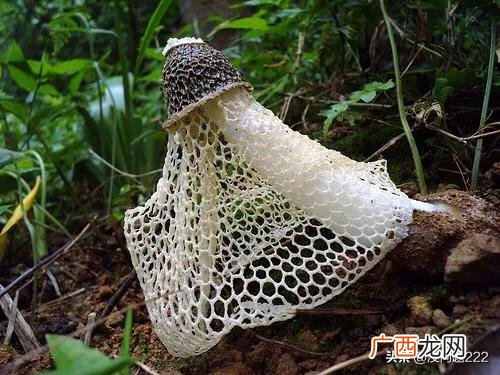 竹荪是什么东西,竹荪是素菜还是荤菜？