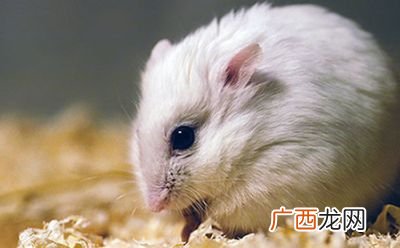 冬天仓鼠变白是怎么回事,仓鼠的胡子白了代表什么？