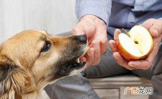 狗狗挑食严重怎么办,怎么改掉狗狗挑食的坏毛病？