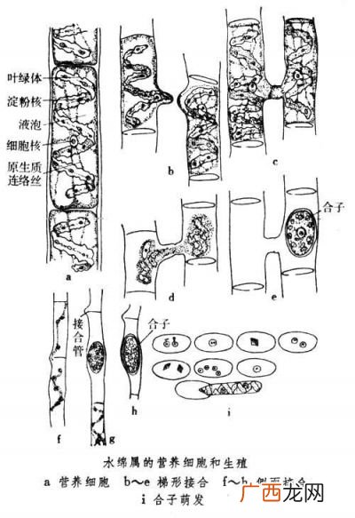 衣藻的结构是怎么样的,衣藻的功能及结构？