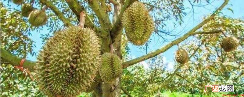 无霜降的地域可以种植榴莲吗? 榴莲几度会冻死