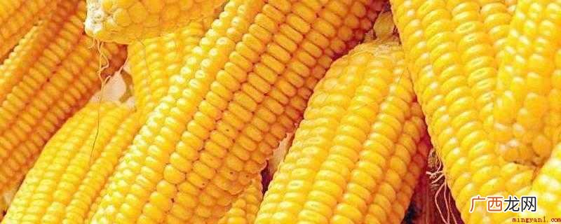 玉米是世界最关键的能量饲料之一 高压锅煮玉米上气以后多久可以关火