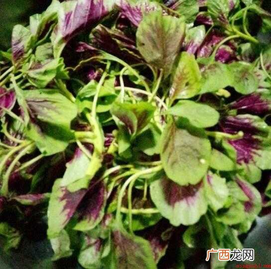 人汉菜又叫荠菜,做法简单 人汉菜怎么做好吃
