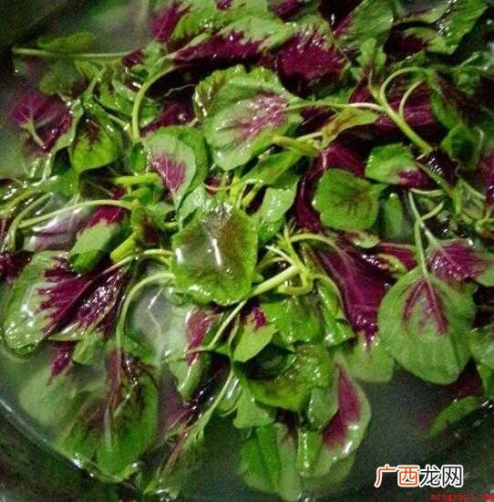 人汉菜又叫荠菜,做法简单 人汉菜怎么做好吃
