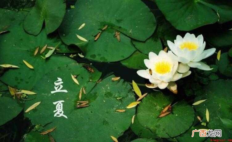 经典的立夏手抄报内容怎么写
