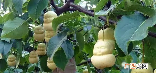 人参果的种植方法是什么,人参果树苗怎么种植？