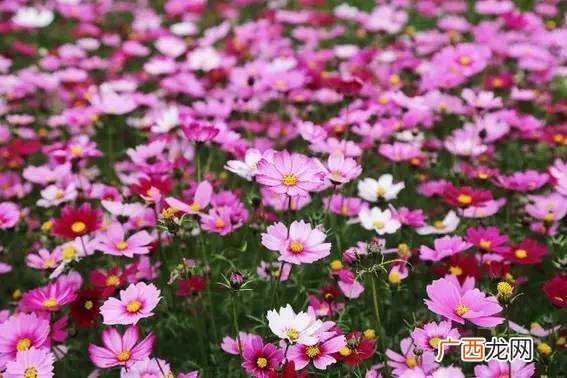 波斯菊怎么种,庭院波斯菊种植方法？