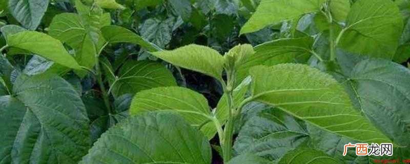 桑叶的食用方法_健康频道 桑叶可以做菜吃吗