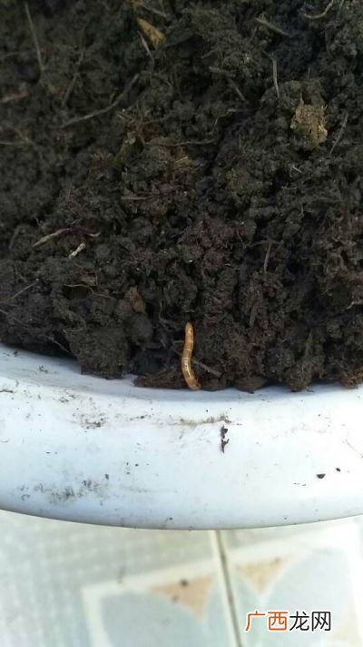蚯蚓是昆虫吗,世界上有叫地龙的昆虫吗?