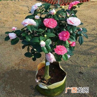 山茶花怎么养,茶花怎么养？
