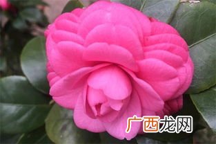 山茶花怎么养,茶花怎么养？