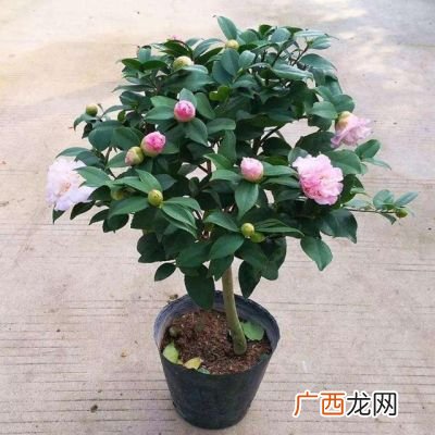 山茶花怎么养,茶花怎么养？