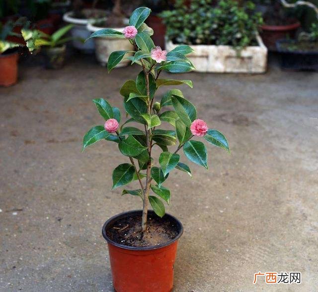 山茶花怎么养,茶花怎么养？
