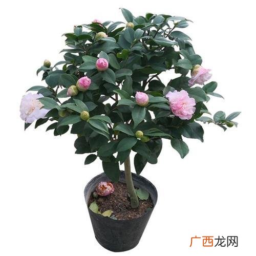 山茶花怎么养,茶花怎么养？
