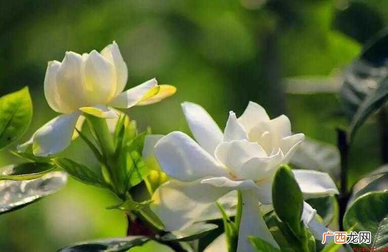 栀子花叶子发黄及不开花的原因是什么