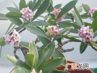怎样养好金边瑞香花,怎样种金边瑞香？