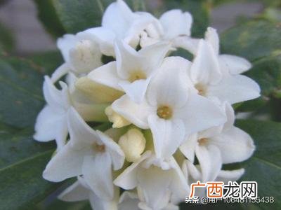 怎样养好金边瑞香花,怎样种金边瑞香？