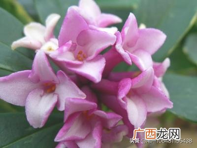 怎样养好金边瑞香花,怎样种金边瑞香？