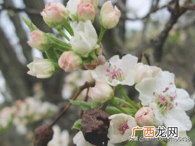 怎样养好金边瑞香花,怎样种金边瑞香？