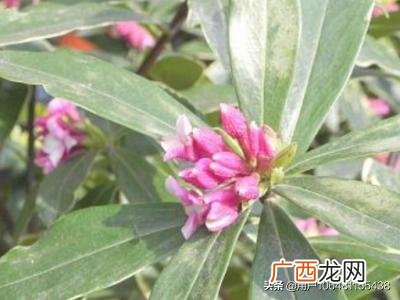 怎样养好金边瑞香花,怎样种金边瑞香？
