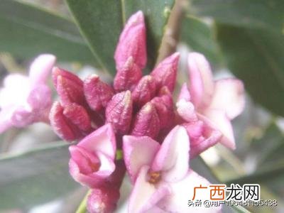 怎样养好金边瑞香花,怎样种金边瑞香？