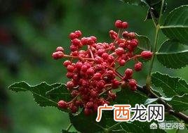 花椒与花椒木的区别,花椒与花椒木的区别？