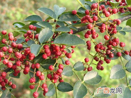花椒与花椒木的区别,花椒与花椒木的区别？