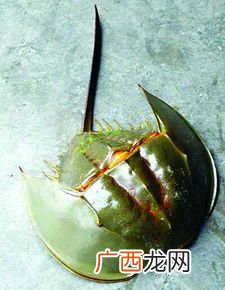鲎能吃吗,淡水鲎虫有毒吗？