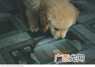 二狗是什么,shib为什么叫柴犬？