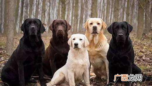 拉布拉多成年犬身长多少,拉布拉多狗的身高是多少？