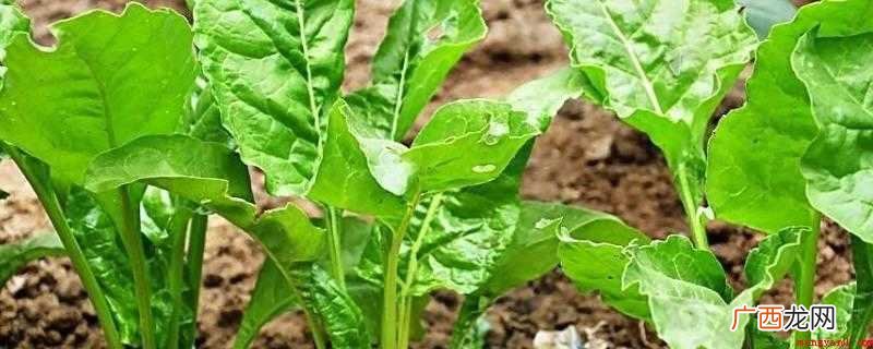 拌凉菜根达菜叶子的做法 根达菜叶子怎么做好吃