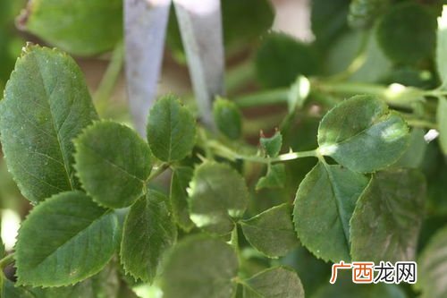 月季花芽与叶芽如何区别,月季笋芽长了一点就不长了？