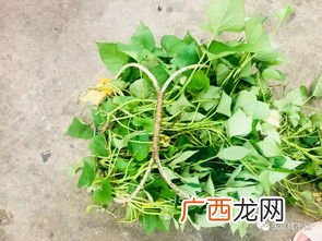 番薯藤的叶可以吃吗,地瓜秧能吃吗？