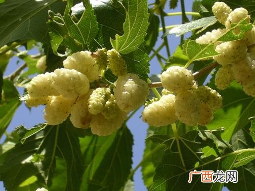 桑梓地什么意思,桑梓地是什么意思桑梓故事？