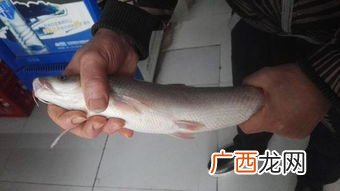 全身雪白叫什么鱼,白色透明的鱼是什么鱼？