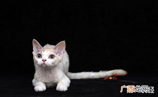 德文卷毛猫掉毛吗,德文猫为什么不建议养？