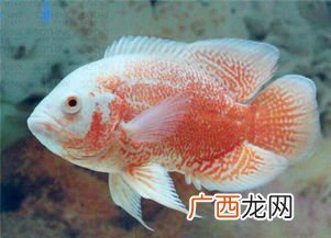 地图鱼最大能长多大,地图鱼一年能长多大？