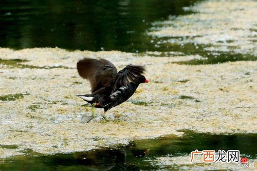 水鸡会飞吗,水鸡生活在哪里？