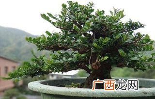 小叶紫檀树桩盆景怎么养,紫檀盆景的养殖方法？