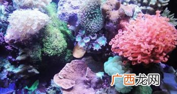 软体珊瑚哪些品种好养,耐高温珊瑚品种？
