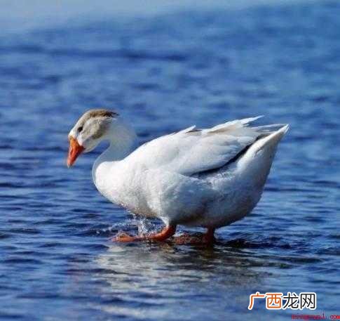 关于蚕头燕尾是什么意思 蚕头燕尾是什么意思