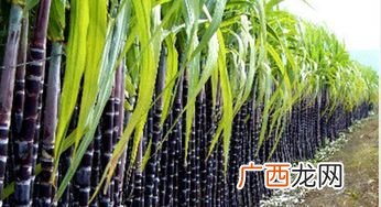一吨甘蔗能出多少糖,一吨甘蔗能提炼多少白糖？