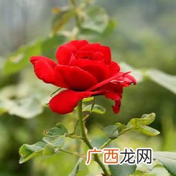 月季如何进行扦插,冬天插月季的方法？