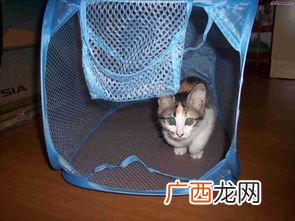 雷达液体电蚊香能杀死蚊子吗,那个雷达驱蚊液到底有么用啊?