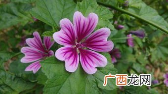 唯美的花名的别称有哪些,花的别称有哪些？